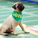 Illustration for article titled Plexiglas, poop, and penguins: Life behind the scenes on thei Puppy Bowl/i